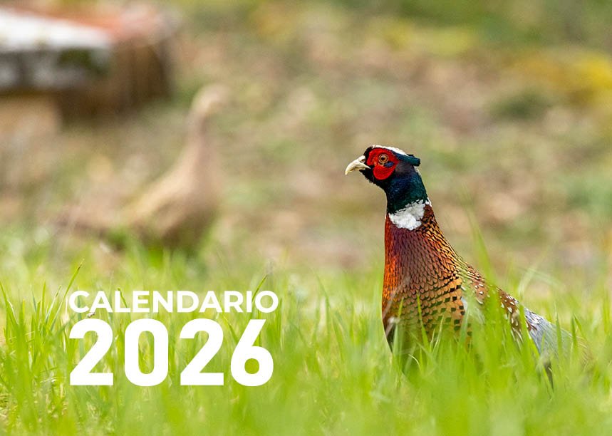 Calendario 2026