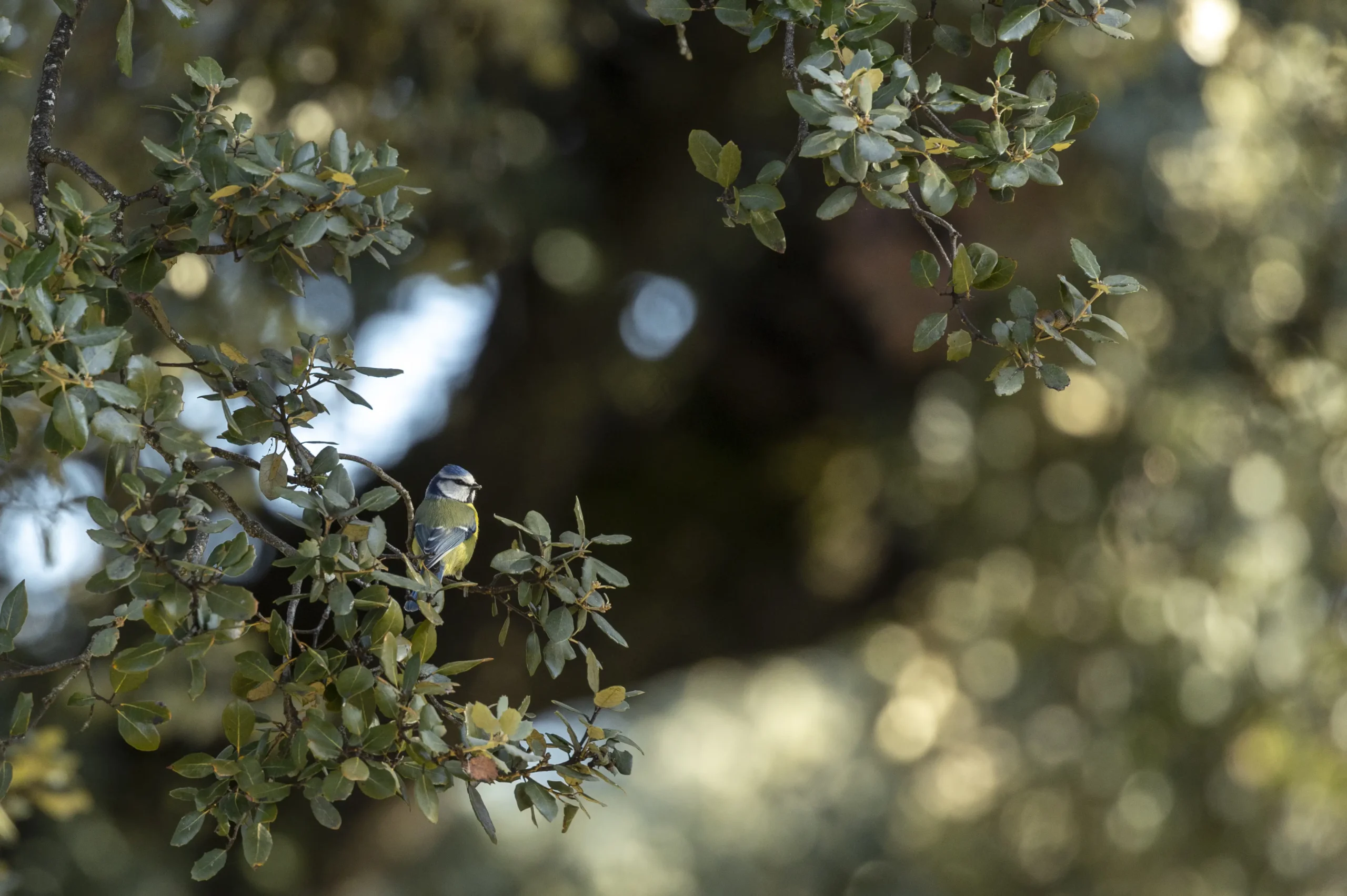 Naturaleza-no-seleccionados25