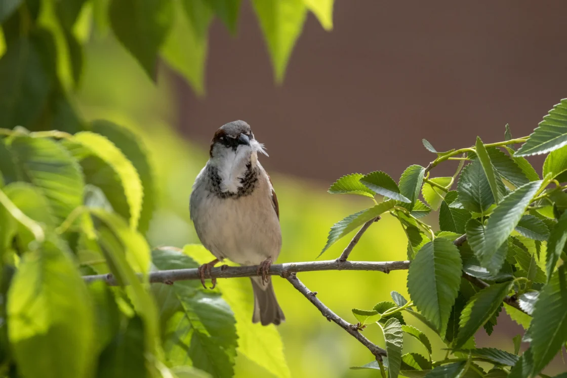 Fotografía de Naturaleza de 2026
